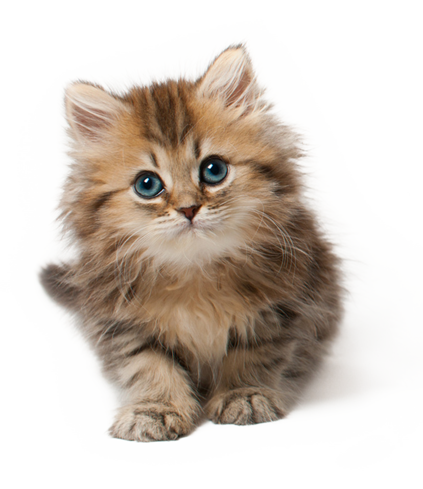 kitten1.jpg
